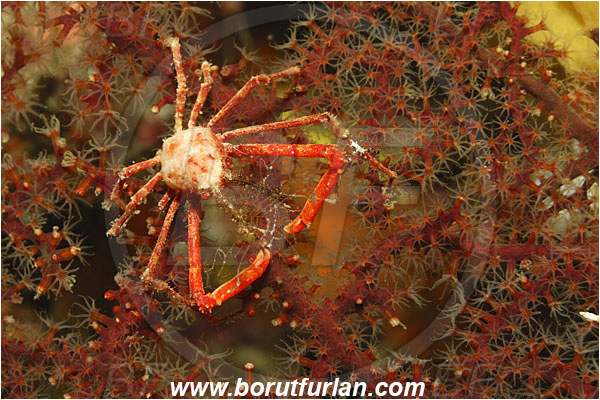 Bunaken, Sulawesi, Indonesia, Naxioides taurus, Naxioides, Epialtidae, Decapoda, Decorater Crab, Crab, Crustacea, Crustacean