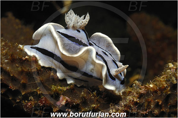 Bunaken, Sulawesi, Indonesia, Chromodoris willani, Chromodoris, Chromodorididae, Willan