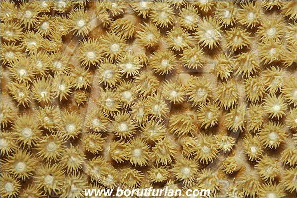 Bunaken, Sulawesi, Indonesia, Coral, Anthozoa, Cnidaria, Cnidarian, Abstract, Unidentified