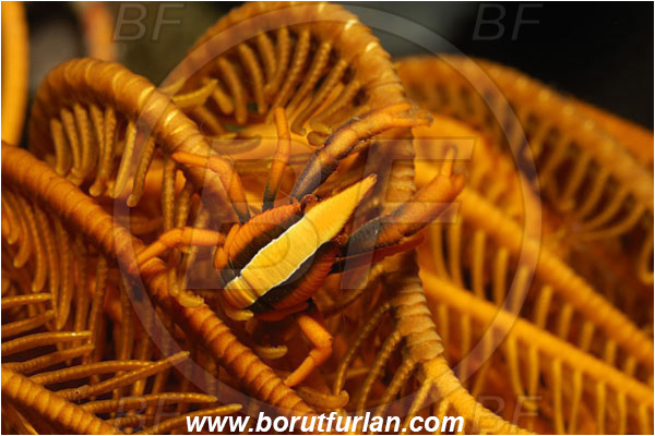 Bunaken, Sulawesi, Indonesia, Allogalathea elegans, Allogalathea, Galatheidae, Decapoda, Crinoid Squat Lobster, Elegant Squat Lobster, Squat lobster, Crustacea, Crustacean