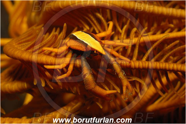 Bunaken, Sulawesi, Indonesia, Allogalathea elegans, Allogalathea, Galatheidae, Decapoda, Crinoid Squat Lobster, Elegant Squat Lobster, Squat lobster, Crustacea, Crustacean