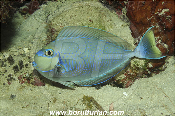 Bunaken, Sulawesi, Indonesia, Naso vlamingii, Naso, Acanthuridae, Bignose Unicornfish, Unicornfish, Surgeonfish, Fish