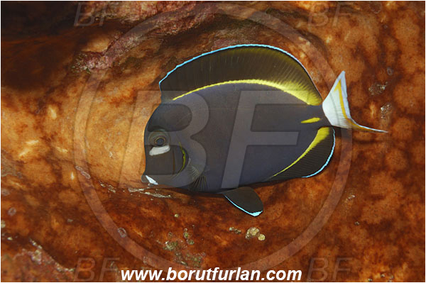 Bunaken, Sulawesi, Indonesia, Acanthurus nigricans, Acanthurus, Acanthuridae, Whitecheek surgeonfish, Surgeonfish, Fish