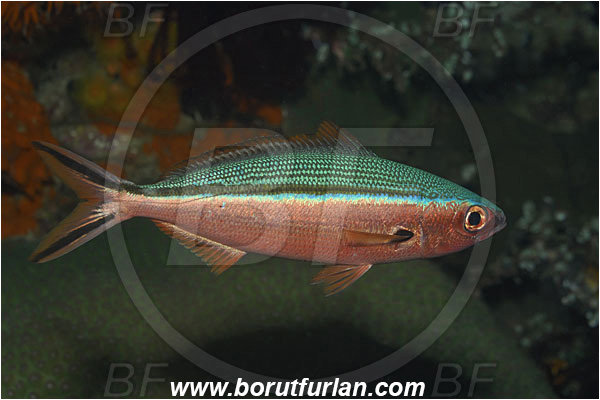Bunaken, Sulawesi, Indonesia, Pterocaesio tile, Pterocaesio, Caesionidae, Dark-banded fusilier, Fusilier, Fish