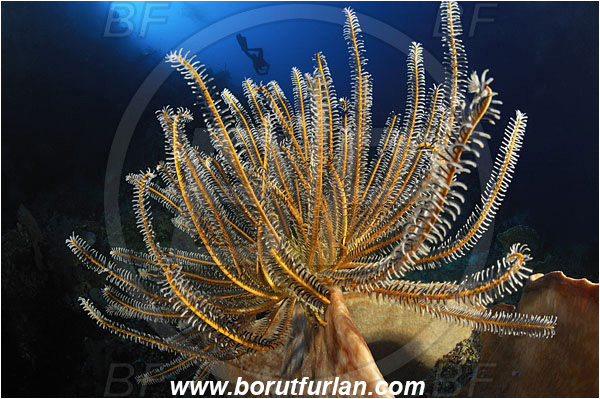 Bunaken, Sulawesi, Indonesia, Comantheria briareus, Comantheria, Comatulidae, Feather star, Crinoidea, Echinoderm, Echinodermata, Reef, Diver