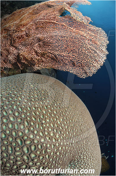 Bunaken, Sulawesi, Indonesia, Annella mollis, Annella, Subergorgiidae, Gorgonian Sea Fan, Giant Sea Fan, Gorgonia, Sea fan, Favia sp., Favia, Merulinidae, Hard Coral, Coral, Cnidaria, Cnidarian, Reef