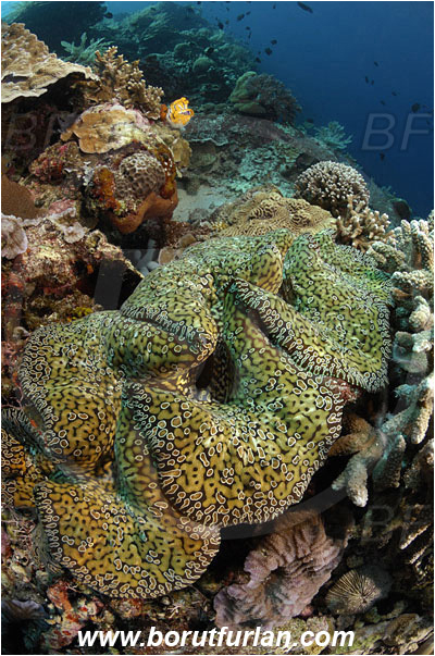 Bunaken, Sulawesi, Indonesia, Tridacna gigas, Tridacna, Cardiidae, Bivalvia, Mollusca, Mollusc, Giant clam, Shell, Reef
