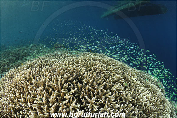 Bunaken, Sulawesi, Indonesia, Acropora sp., Acropora, Acroporidae, Anthozoa, Cnidaria, Cnidarian, Acropora Stone Coral, Coral, Reef, Chromis viridis, Chromis, Pomacentridae, Blue-green chromis, Fish, Fush school, Boat