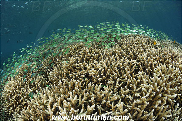 Bunaken, Sulawesi, Indonesia, Acropora sp., Acropora, Acroporidae, Anthozoa, Cnidaria, Cnidarian, Acropora Stone Coral, Coral, Reef, Chromis viridis, Chromis, Pomacentridae, Blue-green chromis, Fish, Fush school