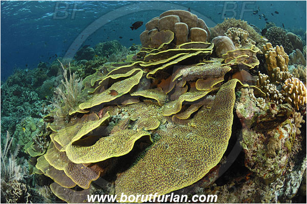 Bunaken, Sulawesi, Indonesia, Echinopora mammiformis, Echinopora, Merulinidae, Anthozoa, Cnidaria, Cnidarian, Hedgehog Coral, Coral, Reef
