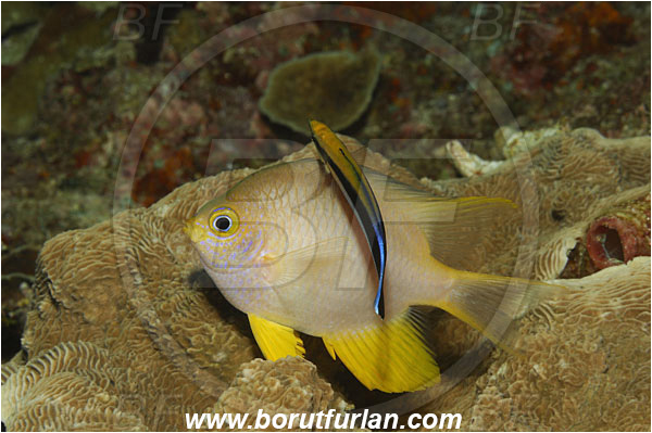 Bunaken, Sulawesi, Indonesia, Amblyglyphidodon aureus, Amblyglyphidodon, Pomacentridae, Golden damselfish, Damselfish, Fish, Labroides dimidiatus, Labroides, Labridae, Bluestreak cleaner wrasse, Common cleaner wrasse, Cleaner wrasse, Wrasse, Cleaning