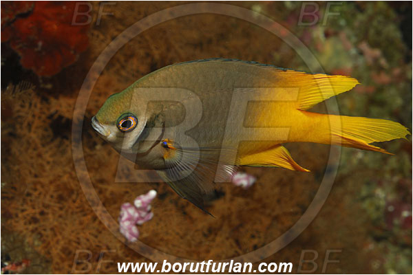 Bunaken, Sulawesi, Indonesia, Neoglyphidodon nigroris, Neoglyphidodon, Pomacentridae, Black-and-gold chromis, Damselfish, Fish