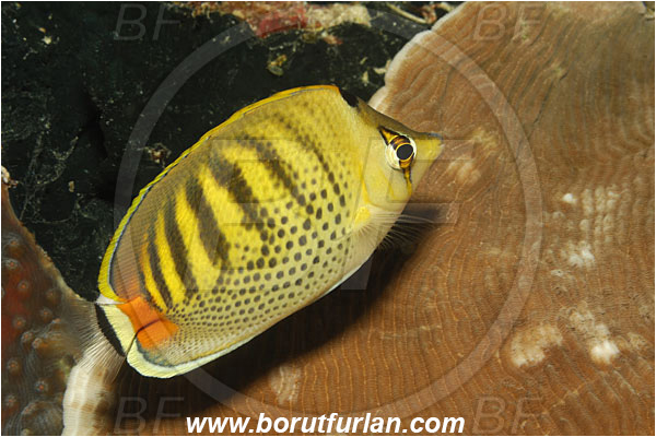 Bunaken, Sulawesi, Indonesia, Chaetodon punctatofasciatus, Chaetodon, Chaetodontidae, Spotband Butterflyfish, Butterflyfish, Fish