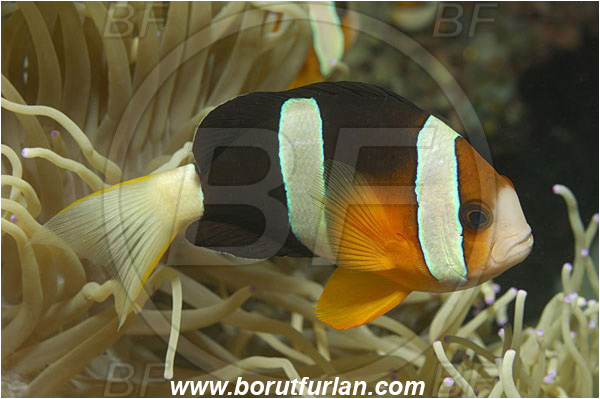 Bunaken, Sulawesi, Indonesia, Amphiprion clarkii, Amphiprion, Pomacentridae, Clarks Anemonefish, Anemonefish, Fish, Clownfish