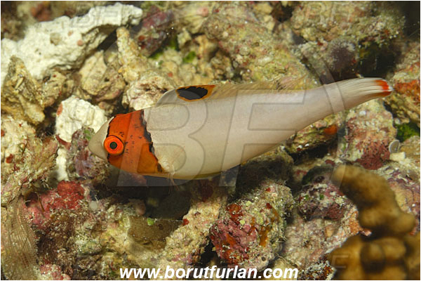 Bunaken, Sulawesi, Indonesia, Cetoscarus bicolor, Cetoscarus, Scaridae, Bicolor Parrotfish, Parrotfish, Fish, Juvenile