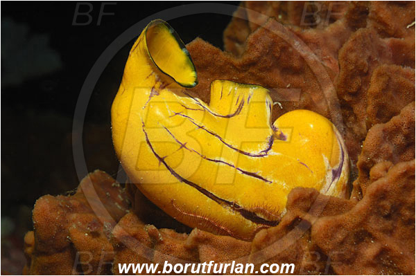 Bunaken, Sulawesi, Indonesia, Polycarpa aurata, Polycarpa, Styelidae, Tunicata, Golden Sea Squirt, Tunicate
