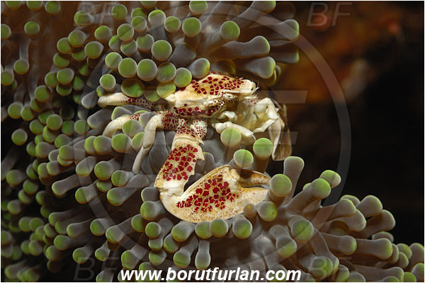 Bunaken, Sulawesi, Indonesia, Neopetrolisthes maculatus, Neopetrolisthes, Porcellanidae, Decapoda, Porcelain Crab, Crab, Crustacea, Crustacean