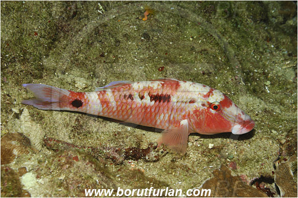 Bunaken, Sulawesi, Indonesia, Parupeneus barberinus, Parupeneus, Mullidae, Dash-and-dot goatfish, Goatfish, Fish