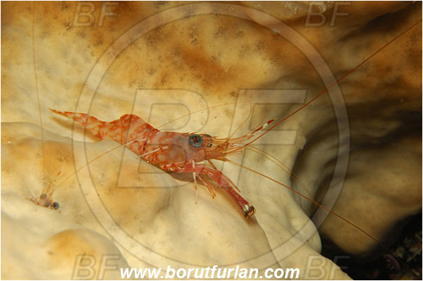 Bunaken, Sulawesi, Indonesia, Cinetorhynchus sp., Cinetorhynchus, Rhynchocinetidae, Decapoda, Crustacea, Crustacean, Hinge-Beak Shrimp, Shrimp