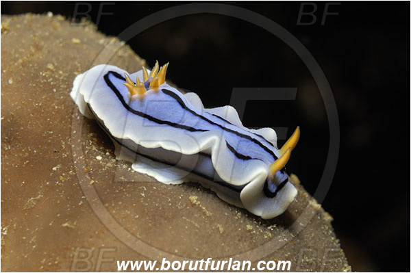 Bunaken, Sulawesi, Indonesia, Chromodoris lochi, Chromodoris, Chromodorididae, Loch