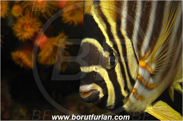 Bunaken, Sulawesi, Indonesia, Chaetodon ornatissimus, Chaetodon, Chaetodontidae, Ornate Butterflyfish, Butterflyfish, Fish, Portrait