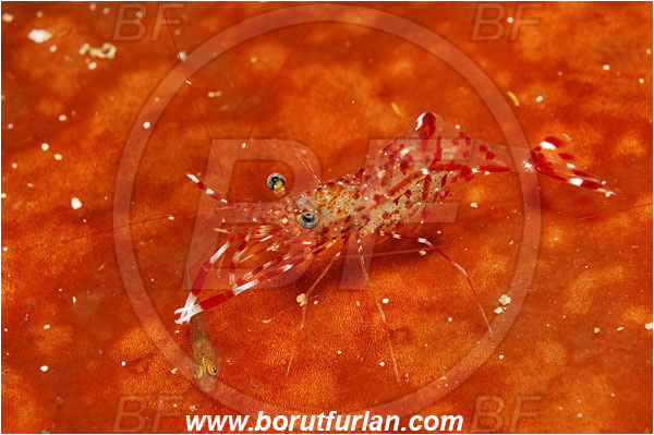 Bunaken, Sulawesi, Indonesia, Goby, Gobiidae, Fish, Palaemonidae, Decapoda, Shrimp, Crustacea, Crustacean, Unidentified