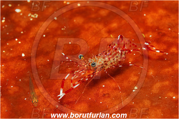 Bunaken, Sulawesi, Indonesia, Goby, Gobiidae, Fish, Palaemonidae, Decapoda, Shrimp, Crustacea, Crustacean, Unidentified