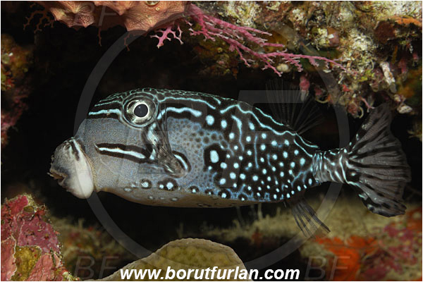 Bunaken, Sulawesi, Indonesia, Ostracion solorensis, Ostracion, Ostraciidae, Reticulate Boxfish, Boxfish, Fish