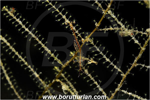 Bunaken, Sulawesi, Indonesia, Decapoda, Crustacea, Crustacean, Shrimp, Unidentified