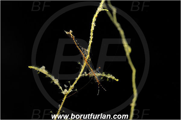 Bunaken, Sulawesi, Indonesia, Decapoda, Crustacea, Crustacean, Shrimp, Unidentified