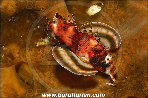 Bunaken, Sulawesi, Indonesia, Dendrochirus biocellatus, Dendrochirus, Scorpaenidae, Twospot turkeyfish, Twinspot lionfish, Scorpionfish, Fish