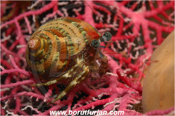 Bunaken, Sulawesi, Indonesia, Dardanus sp., Dardanus, Diogenidae, Crustacea, Crustacean, Hermit Crab, Crab
