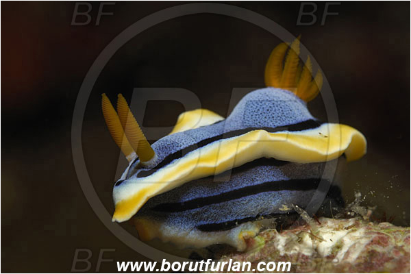Bunaken, Sulawesi, Indonesia, Chromodoris elisabethina, Chromodoris, Chromodorididae, Elisabeth