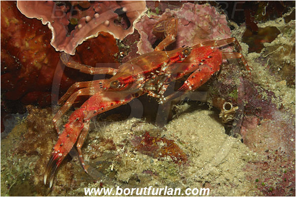 Bunaken, Sulawesi, Indonesia, Decapoda, Crab, Crustacea, Crustacean, Unidentified