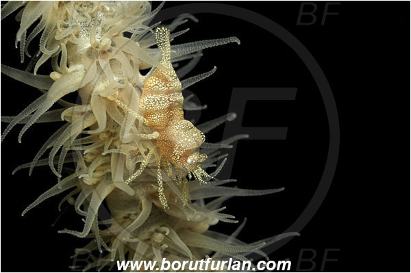 Bunaken, Sulawesi, Indonesia, Pontonides sp., Pontonides, Palaemonidae, Decapoda, Whip Coral Shrimp, Shrimp, Crustacea, Crustacean