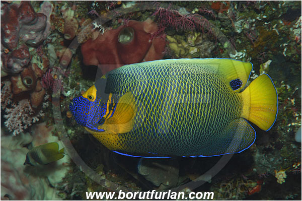 Bunaken, Sulawesi, Indonesia, Pomacanthus xanthometopon, Pomacanthus, Pomacanthidae, Blueface Angelfish, Angelfish, Fish