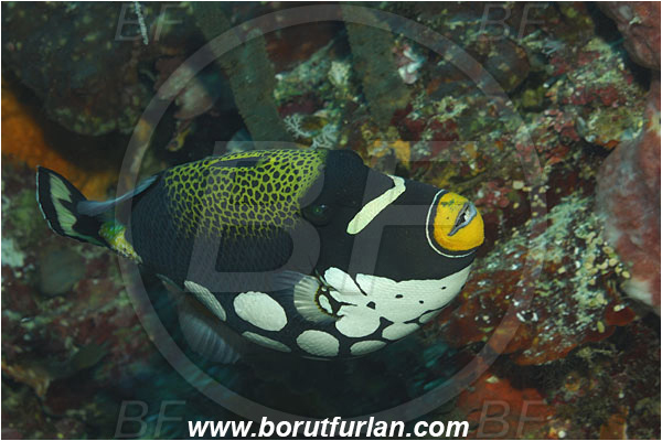 Bunaken, Sulawesi, Indonesia, Balistoides conspicillum, Balistoides, Balistidae, Clown Triggerfish, Triggerfish, Fish