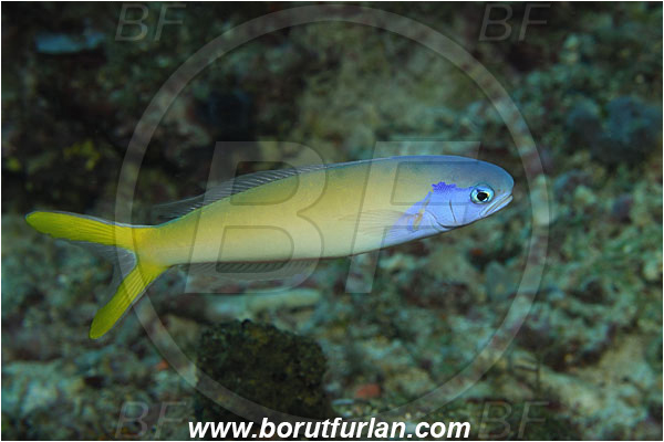 Bunaken, Sulawesi, Indonesia, Hoplolatilus starcki, Hoplolatilus, Malacanthidae, Stark