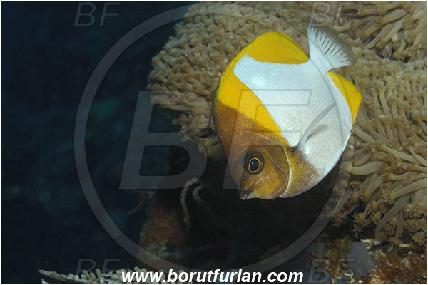 Bunaken, Sulawesi, Indonesia, Hemitaurichthys polylepis, Hemitaurichthys, Chaetodontidae, Yellow Pyramid Butterflyfish, Butterflyfish, Fish