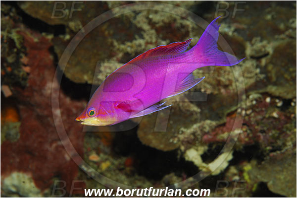 Bunaken, Sulawesi, Indonesia, Pseudanthias tuka, Pseudanthias, Serranidae, Yellowstriped fairy basslet, Fairy basslet, Fish