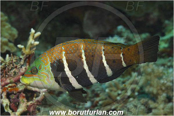 Bunaken, Sulawesi, Indonesia, Hemigymnus fasciatus, Hemigymnus, Labridae, Barred thicklip, Wrasse, Fish