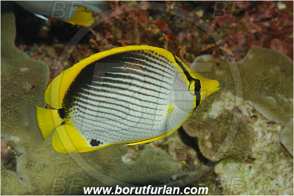 Bunaken, Sulawesi, Indonesia, Chaetodon melannotus, Chaetodon, Chaetodontidae, Blackback butterflyfish, Butterflyfish, Fish