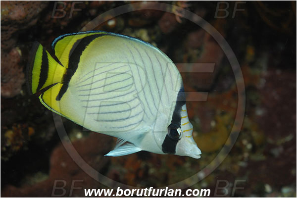 Bunaken, Sulawesi, Indonesia, Chaetodon vagabundus, Chaetodon, Chaetodontidae, Vagabond Butterflyfish, Butterflyfish, Fish