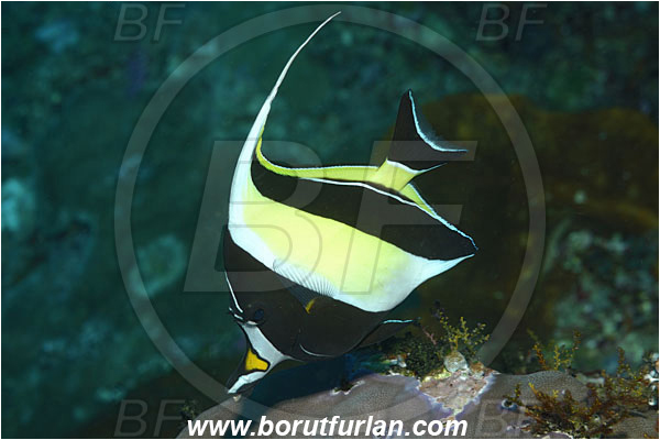 Bunaken, Sulawesi, Indonesia, Zanclus cornutus, Zanclus, Zanclidae, Moorish Idol, Fish