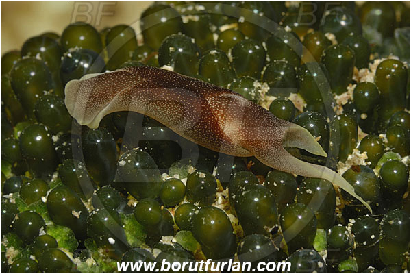 Lembeh strait, Sulawesi, Indonesia, Chelidonura amoena, Chelidonura, Aglajidae, Headshield Slug, Nudibranch, Sea slug, Gastropoda, Mollusca, Mollusc