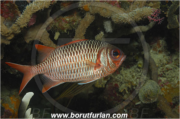 Bunaken, Sulawesi, Indonesia, Myripristis violacea, Myripristis, Holocentridae, Lattice Soldierfish, Soldierfish, Fish