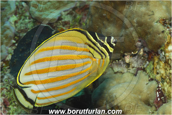 Bunaken, Sulawesi, Indonesia, Chaetodon ornatissimus, Chaetodon, Chaetodontidae, Ornate Butterflyfish, Butterflyfish, Fish