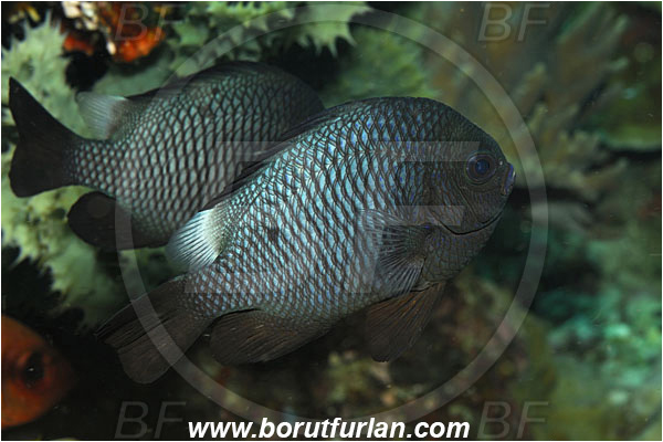 Bunaken, Sulawesi, Indonesia, Dascyllus sp., Pomacentridae, Damselfish, Fish