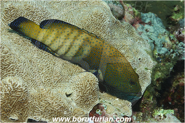 Bunaken, Sulawesi, Indonesia, Cephalopholis argus, Cephalopholis, Serranidae, Peacock grouper, Grouper, Fish