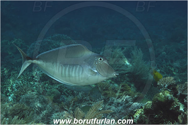 Bunaken, Sulawesi, Indonesia, Naso brachycentron, Naso, Acanthuridae, Humpback Unicornfish, Unicornfish, Surgeonfish, Fish